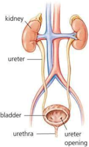 Gambar Urethra